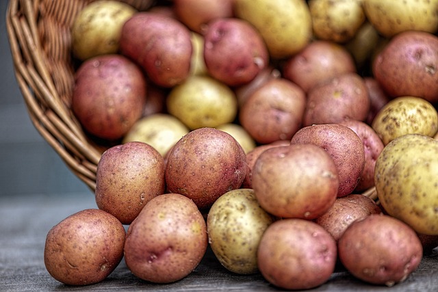 sklizeň brambor